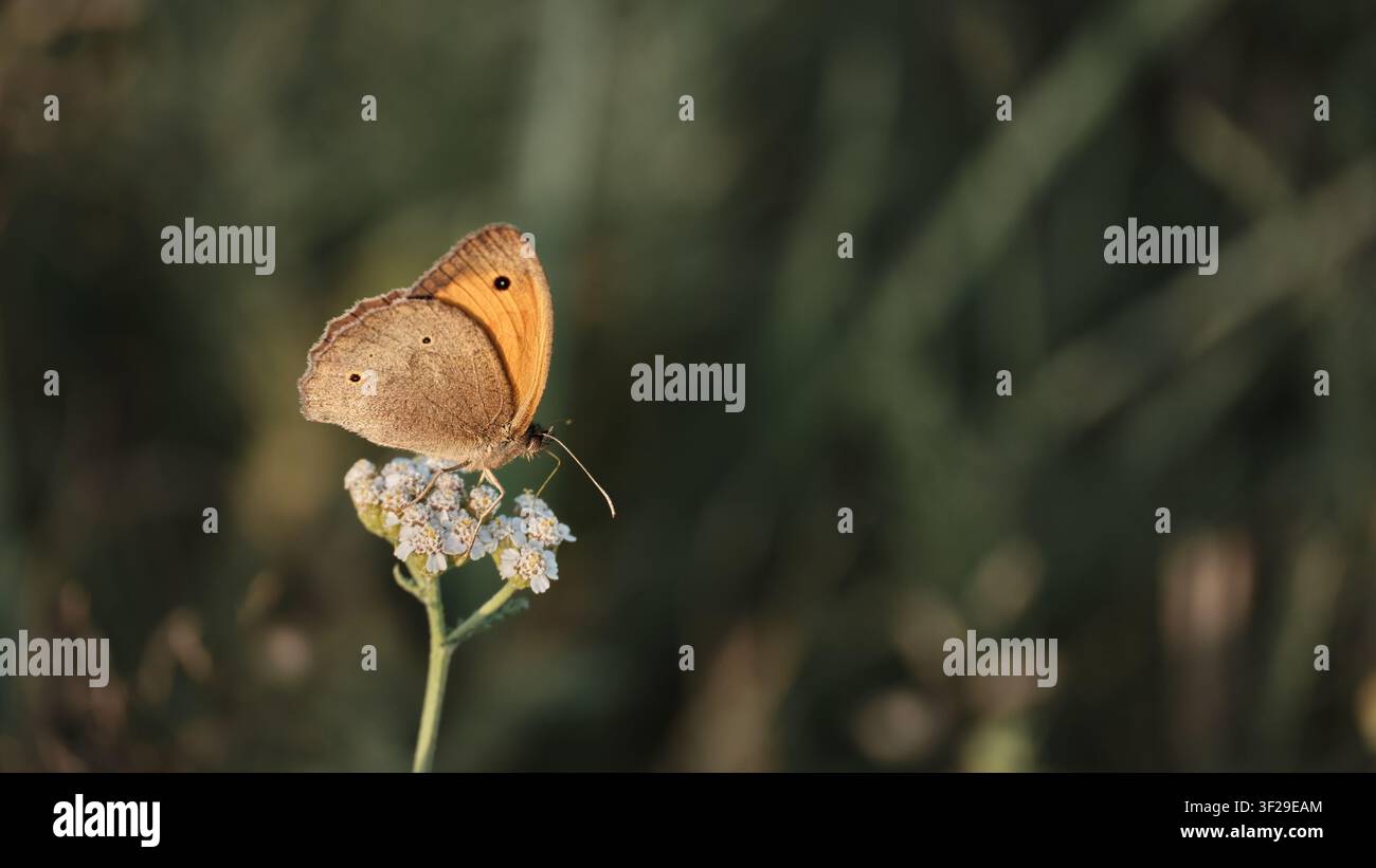 Brauner Schmetterling ruht auf weißen Wildblumen in einer natürlichen Wiese, mit Kopierraum für Biodiversitäts- und Bestäuberthemen. Stockfoto