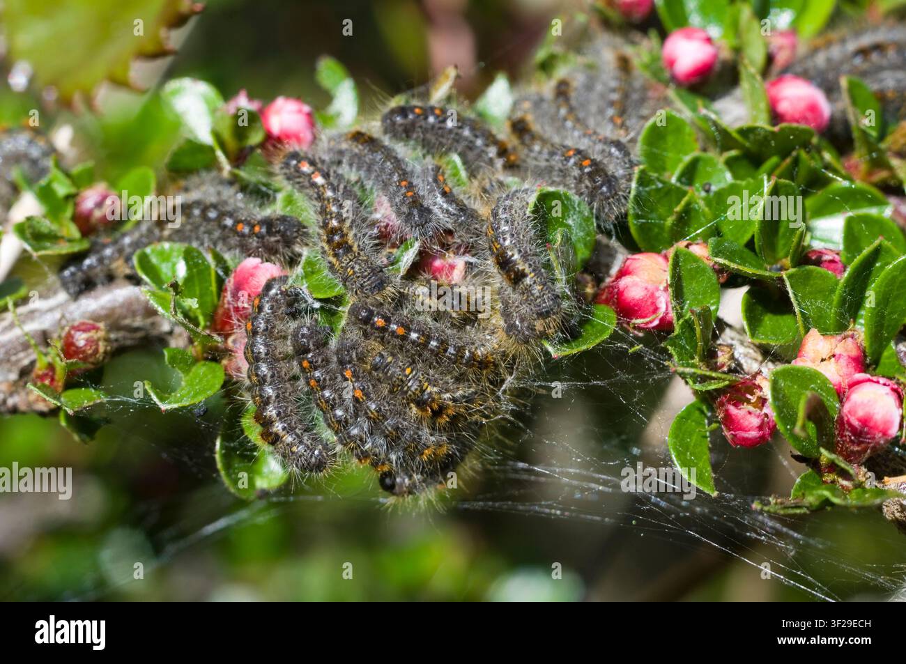 Raupen der Brauntailschmetterlinge Stockfoto