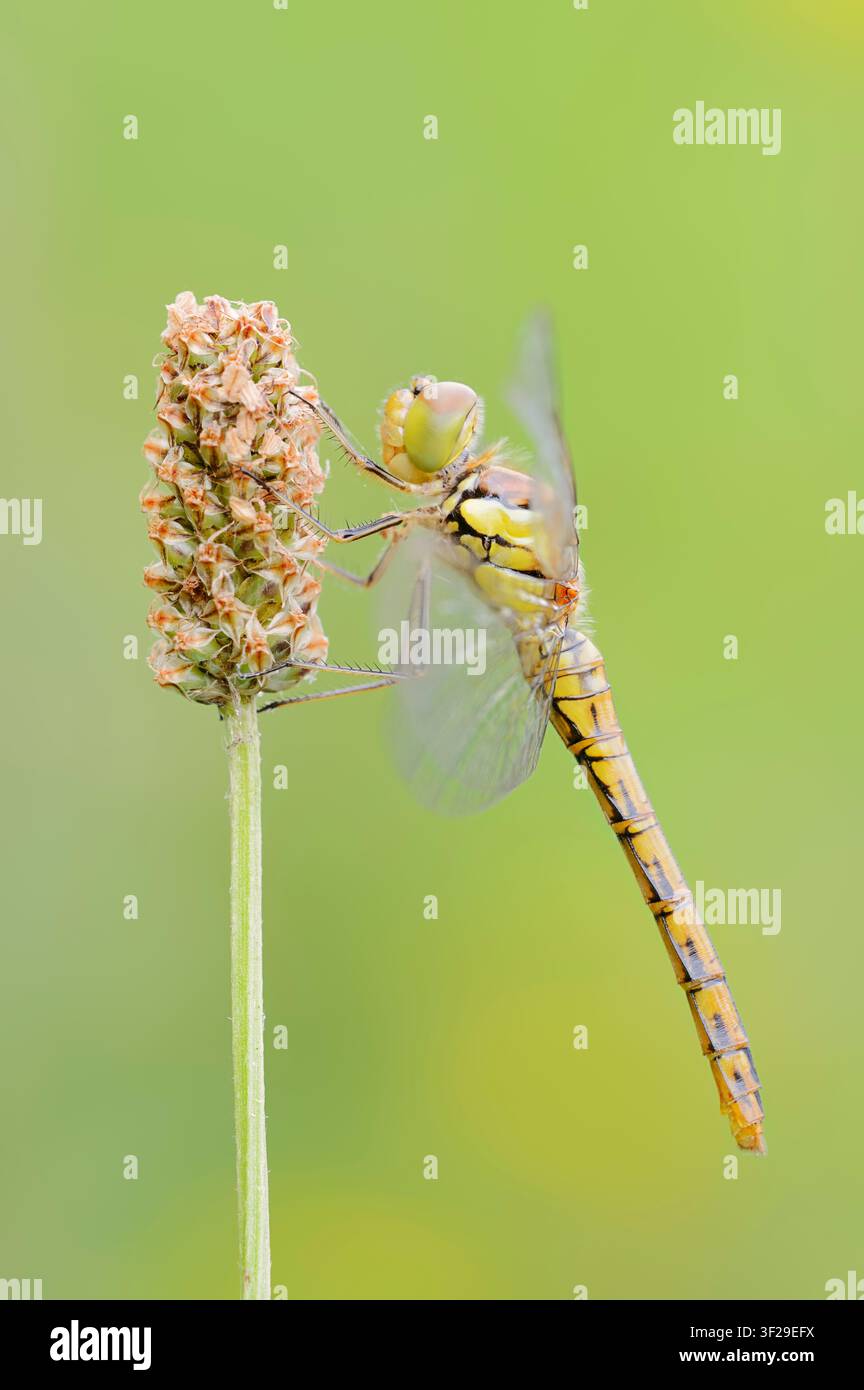 Gemeine Smaragdlibelle (Sympetrum striolatum), Weibchen, Nordrhein-Westfalen, Deutschland Stockfoto