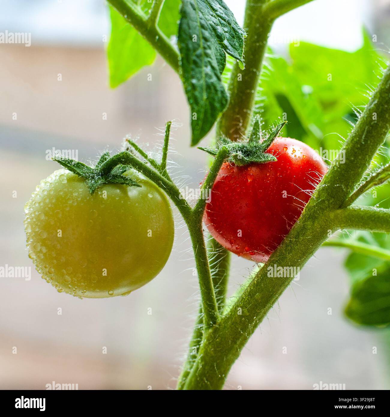 Eine Nahaufnahme von reifen roten und unreifen grünen Tomaten, die an einem Pflanzenstiel hängen, der mit frischen Wassertropfen in einem Gewächshaus bedeckt ist Stockfoto