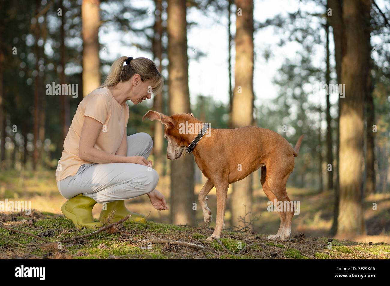 Aktive Frau spielt mit Hund an einem Tag im Wald, Haustierbesitzerin verbringt Zeit mit ihrem Haustier in der Natur. Stockfoto