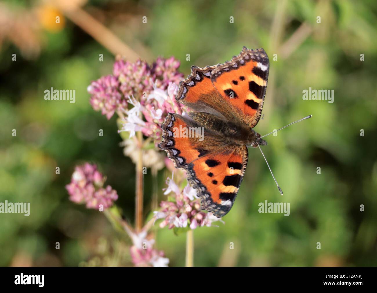 Ein kleiner Tortenschilderfalter, der an Verbene in Sussex füttert Stockfoto