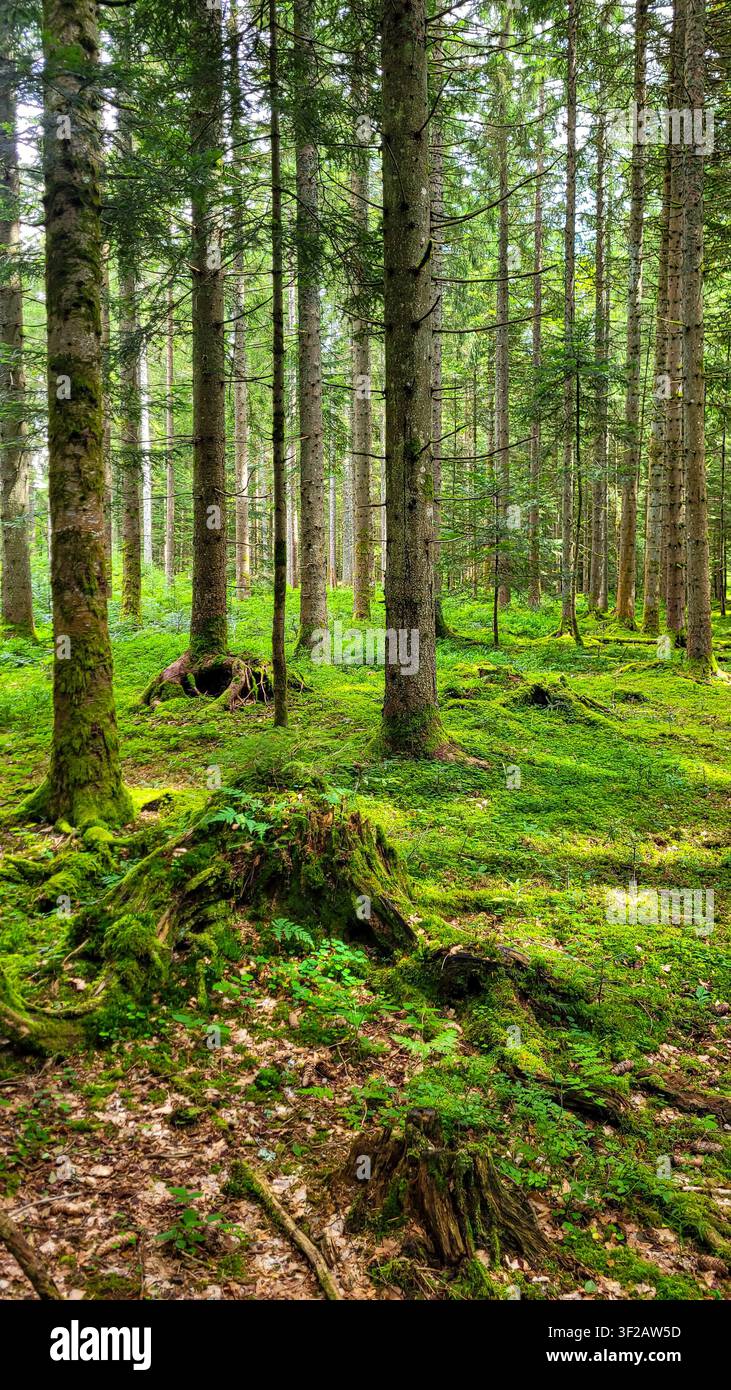 Sonnenbeschienenes grünes Moos und hohe Kiefern in einem natürlichen Ökosystem im Schwarzwald in Deutschland. Stockfoto