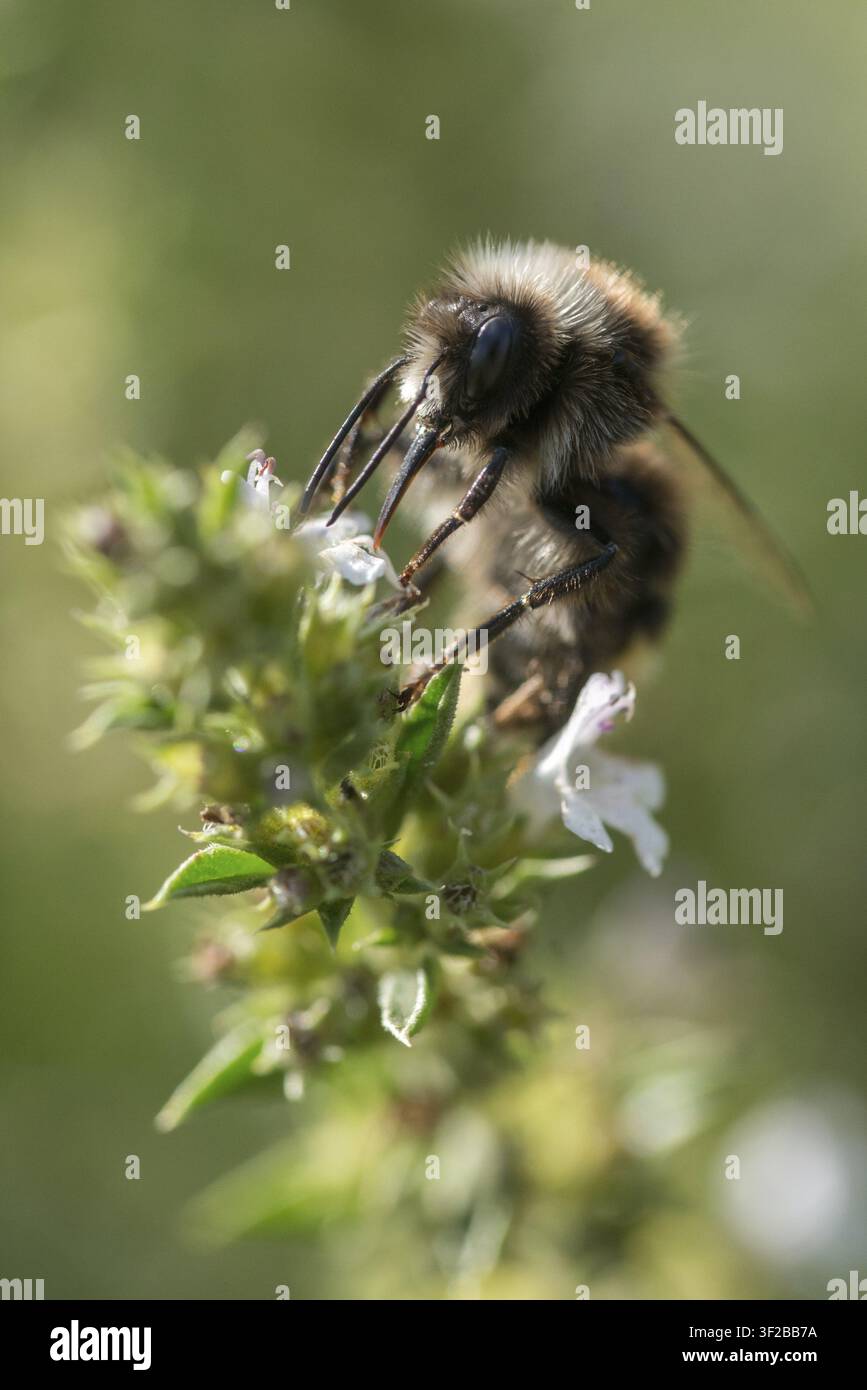 Apidae, Bienen, Bombus lapidarius, Hummel, Hymenoptera, Rotschwanzhummel, Felsenhummel, große Größe, Porträtformat, Hummel, Insekten, Insekten Stockfoto
