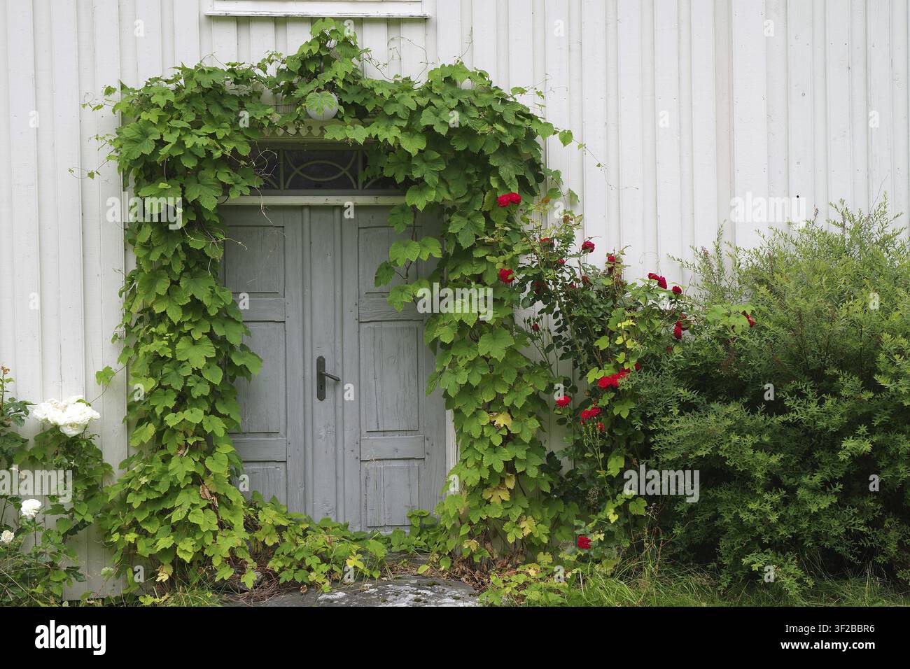 Eine hölzerne Tür, eingerahmt von Efeu mit Blüten, an einem alten, weißen Holzhaus, Eikesdalen. Aursjoevegen, More og Romsdal, Norwegen Stockfoto