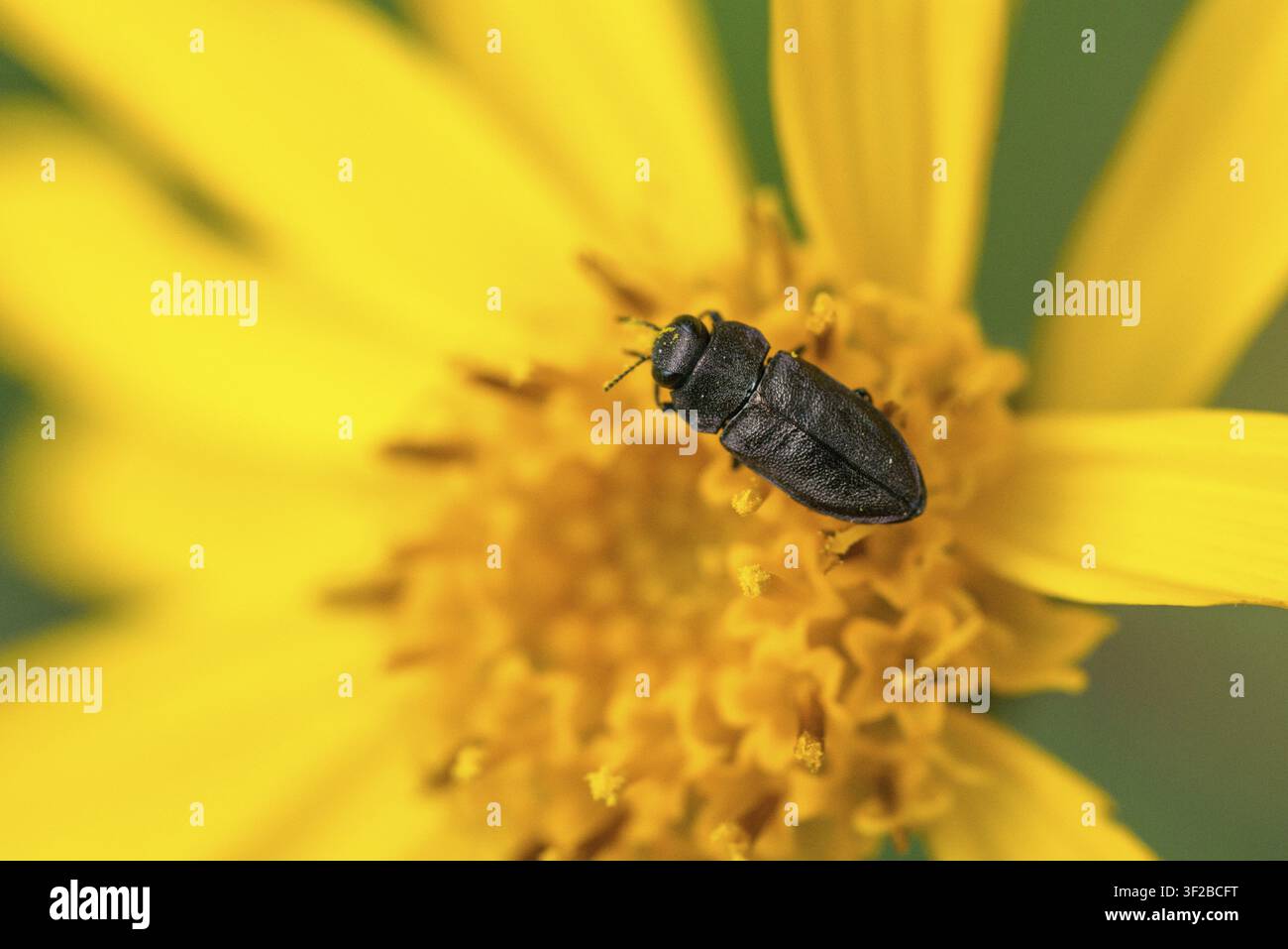 Anthaxia quadripunctata, Buprestidae, Kiefernborkenkäfer, metallischer Holzbohrer, prächtiger Käfer, vierpunktiger Kiefernborkenkäfer, Käfer, Coleoptera, Insekt Stockfoto