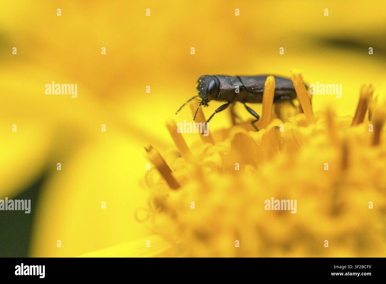 Anthaxia quadripunctata, Buprestidae, Kiefernborkenkäfer, metallischer Holzbohrer, prächtiger Käfer, vierpunktiger Kiefernborkenkäfer, Käfer, Coleoptera, Insekt Stockfoto