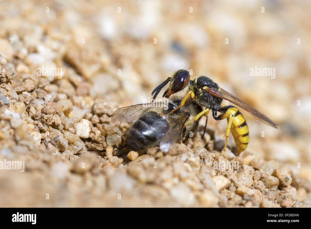 Beewolf, Europäischer Beewolf, Hymenoptera, Philanthus Triangulum, Spheciformes, Bienenfressende Wespe, Beewolf, Grabwespen, Insekten, Der Bienenfressende Philanthus Stockfoto