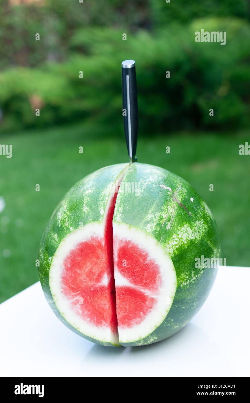 Frische reife Wassermelone wird mit einem Messer auf einem weißen Tisch im Freien halbiert. Hellrohes saftiges Fruchtfleisch wird vor einem weichen grünen Bokeh-Hintergrund freigelegt Stockfoto