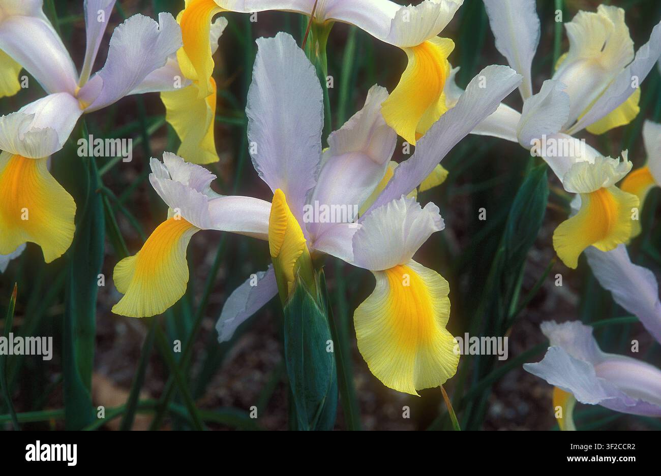 NAHE AUFNAHME VON GELBER UND WEIßER NIEDERLÄNDISCHER SCHWERTLILIE (IRIS HOLLANDICA) 'GELB UND WEIß' Stockfoto