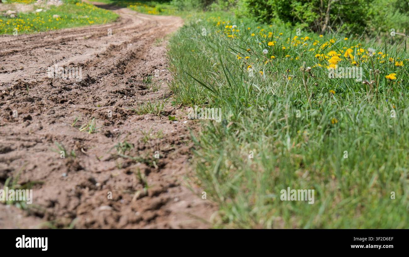 Schlammige Straße mit Löwenzahn nach dem Regen Stockfoto