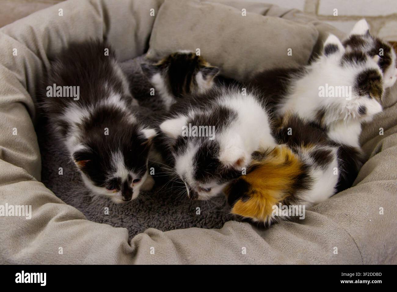 Kleine Kätzchen, die in einem Katzenbett sitzen Stockfoto