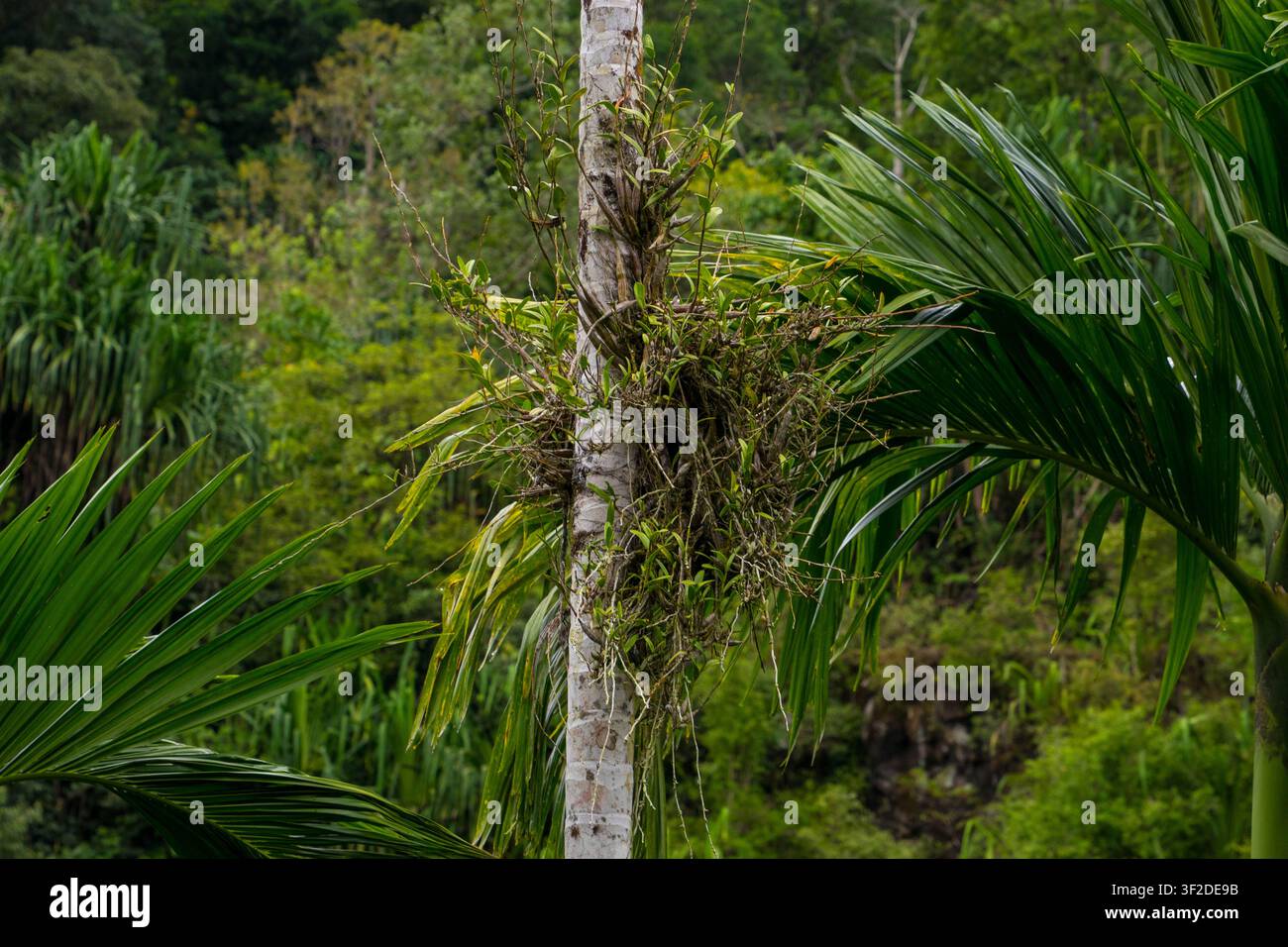 Hohe wilde Palme mit einem Büschel getrockneter Blätter und grünen Wedeln im tropischen Wald Stockfoto