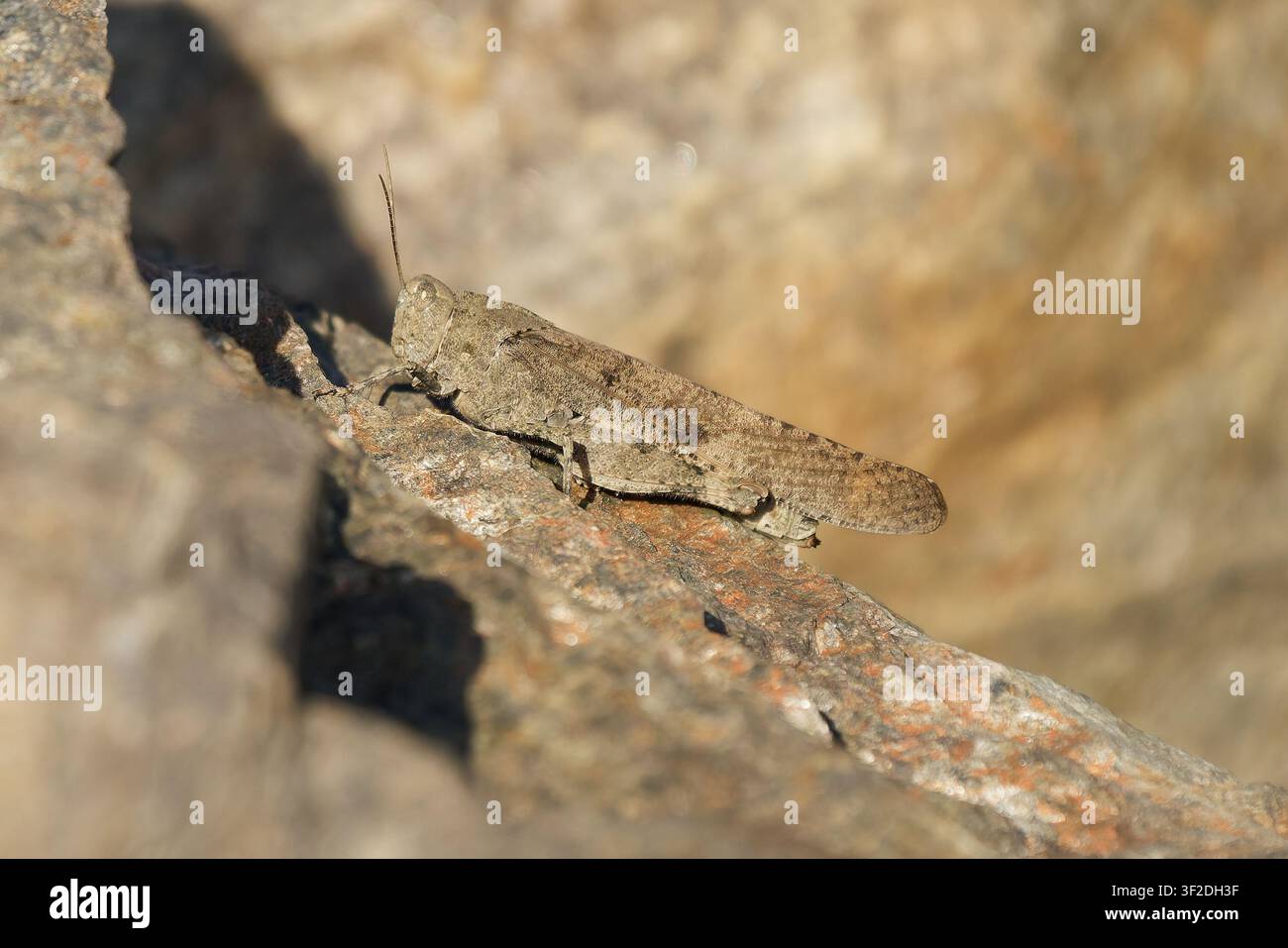 Braune Kurzhörnige Heuschrecke getarnt auf einem sonnenbeschienenen Felsen Stockfoto