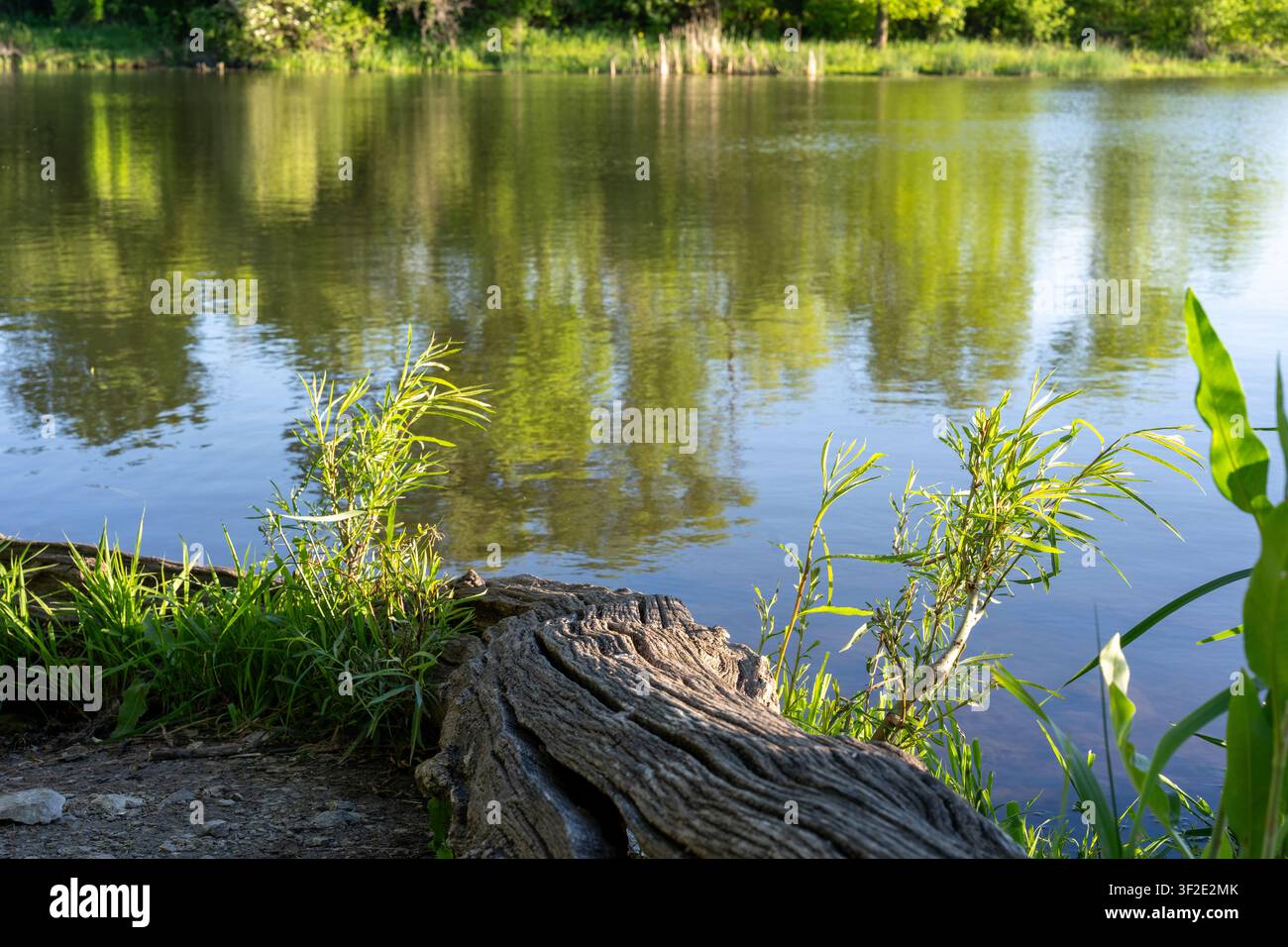 Eine Landschaftsansicht eines ruhigen Seeufers mit einem verwitterten Holzstamm im Vordergrund inmitten hoher Gräser, der die umliegenden Bäume widerspiegelt. Stockfoto