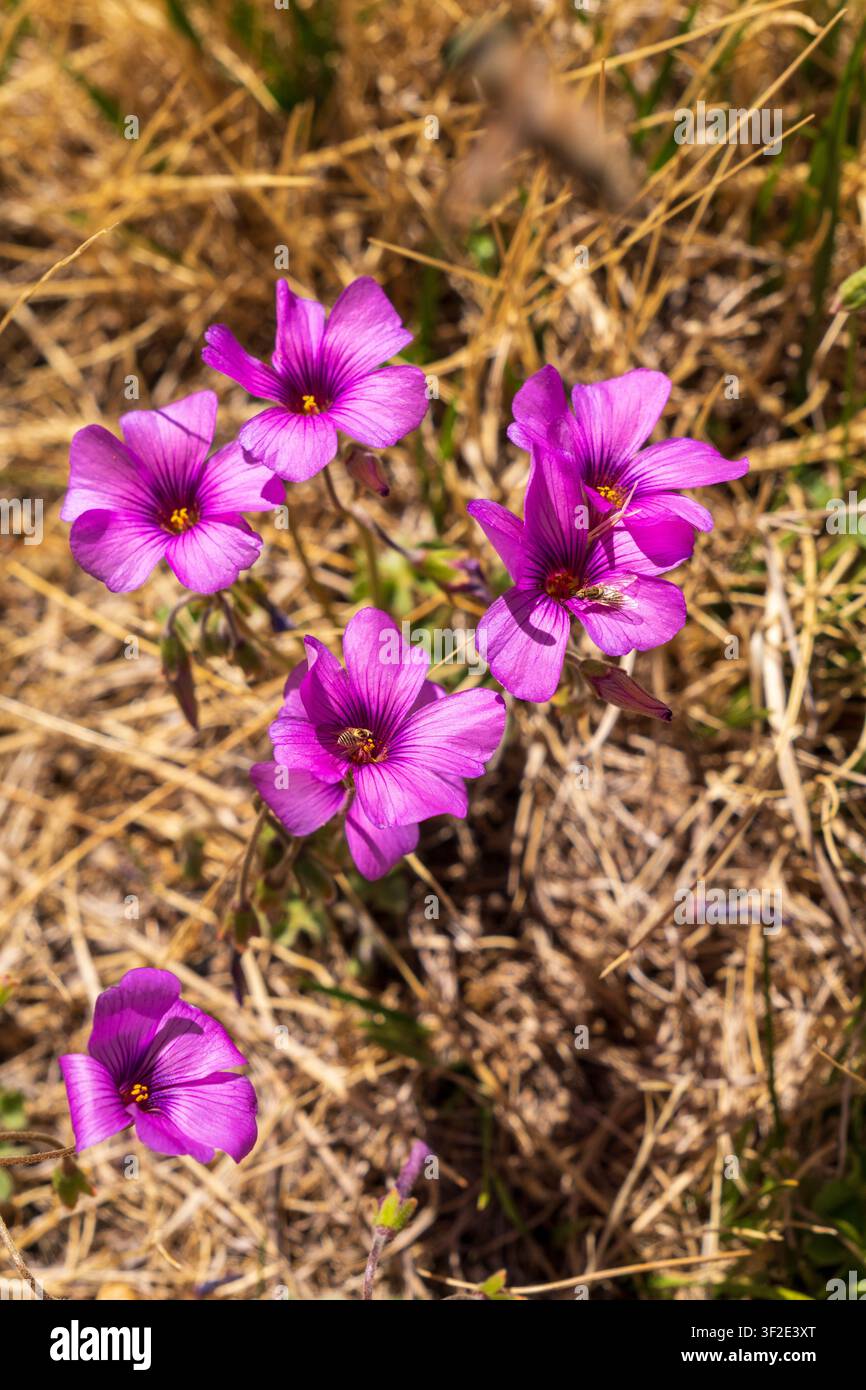 Hübsche argentinische Wildblumen in halbtrockenem Boden Stockfoto