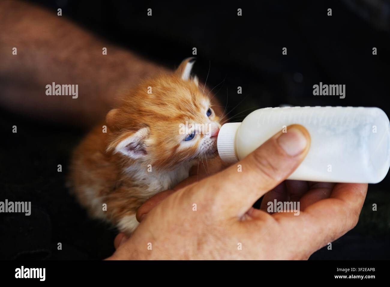 Ein winziges orangefarbenes Kätzchen mit blauen Augen, das in Händen gebettet ist und eifrig Milch aus einer kleinen Flasche trinkt. Diese herzerwärmende Szene fängt die Essenz der Fürsorge ein Stockfoto