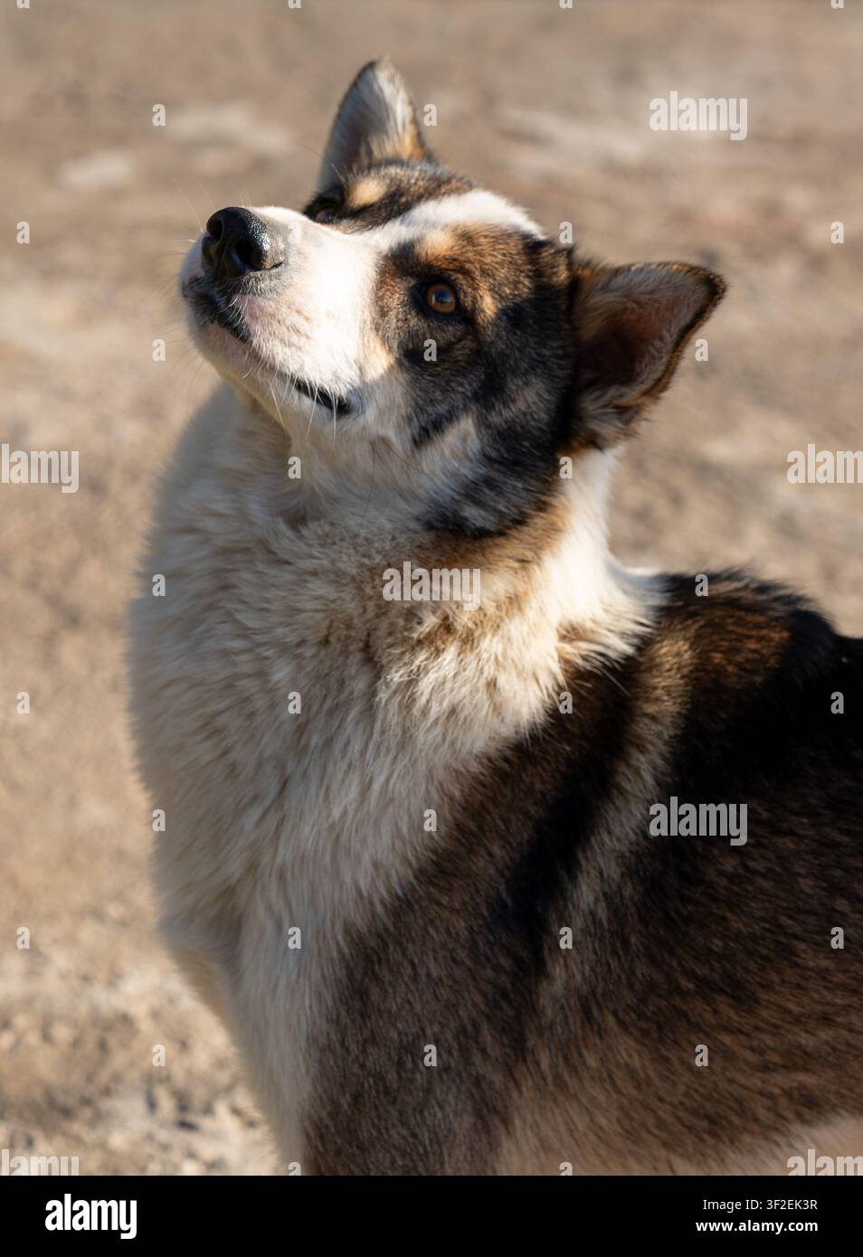 Ein Nahaufnahmeporträt eines dreifarbigen Hundes aus Himachal Pradesh. Der Hund hat schwarzes, braunes und weißes Fell und schaut nach oben. Stockfoto