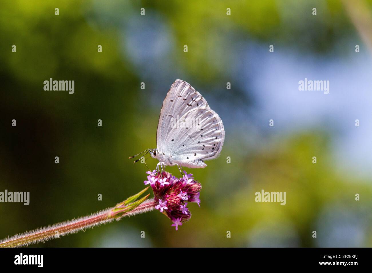 Holly blauen Schmetterling Celastrina argiolus in der englischen Landschaft aufgenommen Stockfoto