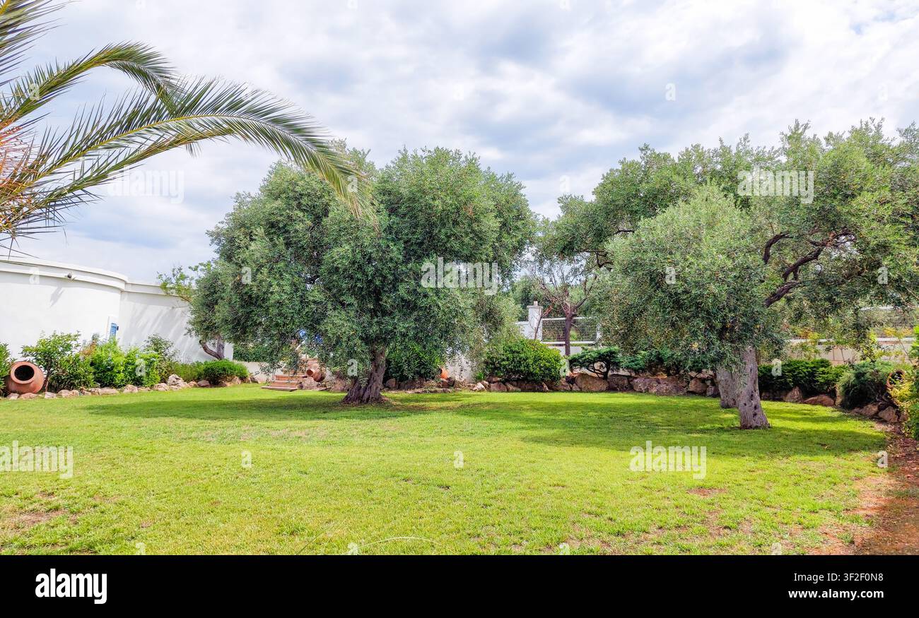 Helle Außenszene eines privaten mediterranen Hinterhofs mit silbergrünen Olivenbäumen und gepflegtem Gras. Entspannende Sommeratmosphäre in einem schönen Stockfoto