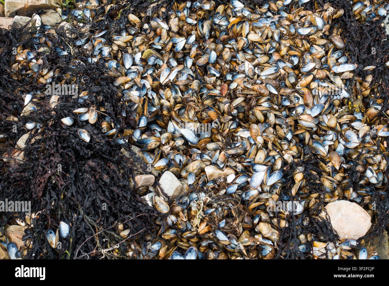 Leere Muschelhüllen bei Ebbe, Schottland, UK. Stockfoto