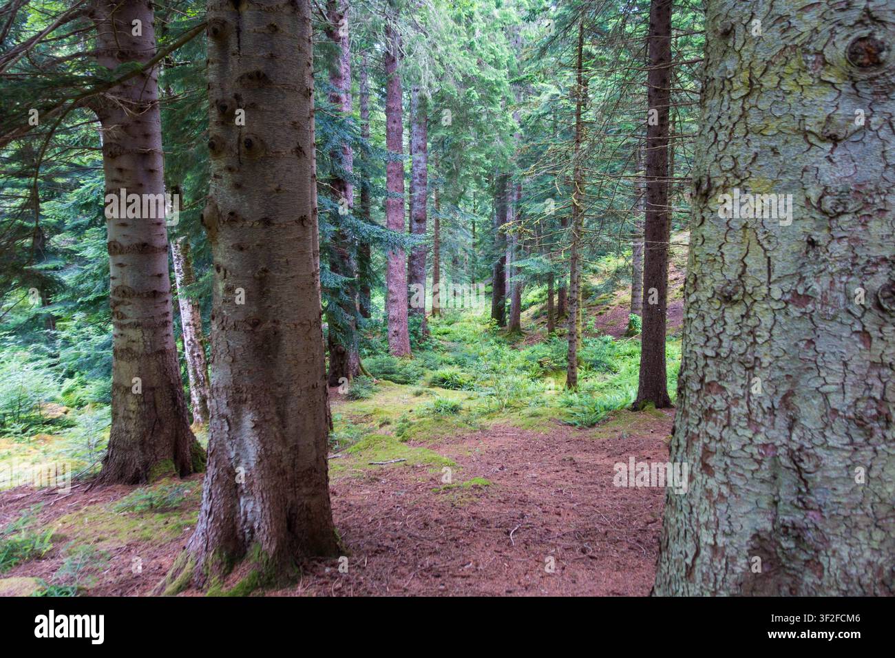 Inverlael Forest, Inverlael. Ross-Shire, Highland, Schottland, UK. Stockfoto