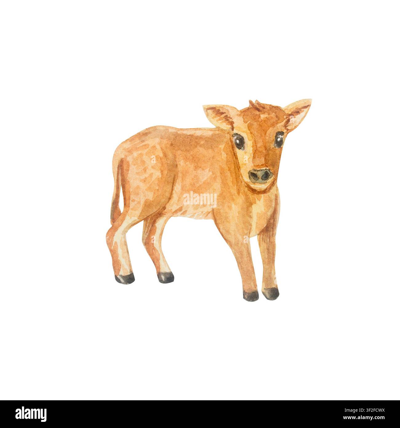 Handgezeichnete Aquarellillustration eines niedlichen jungen braunen Kalbs. Isoliertes Ganzkörper-Porträt einer stehenden Kuh auf transparentem Hintergrund für Farmproduktverpackungen Stockfoto