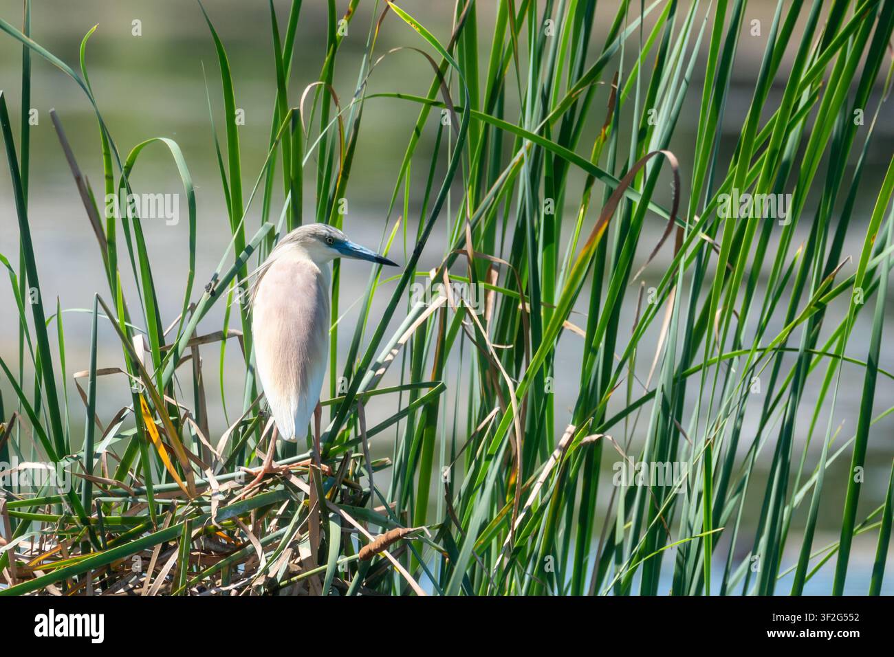 Squacco Heron (Ardeola ralloides) sitzt zwischen Schilf in der Charca de Suárez-Naturreserve, Granada, Spanien Stockfoto