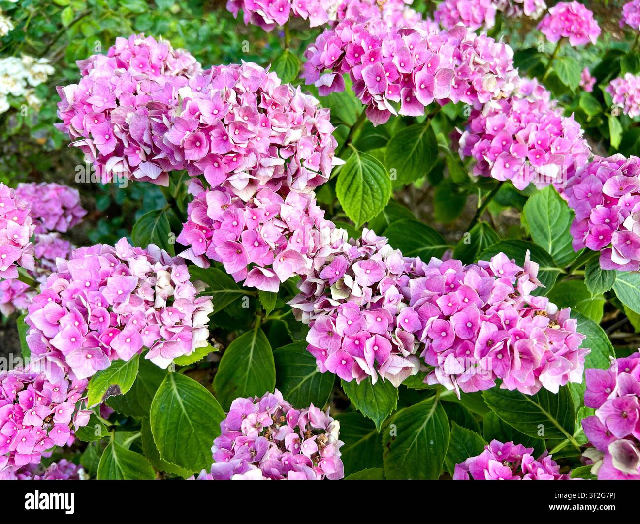 Rosa Hortensienpflanze in Blüte in einem Garten Stockfoto