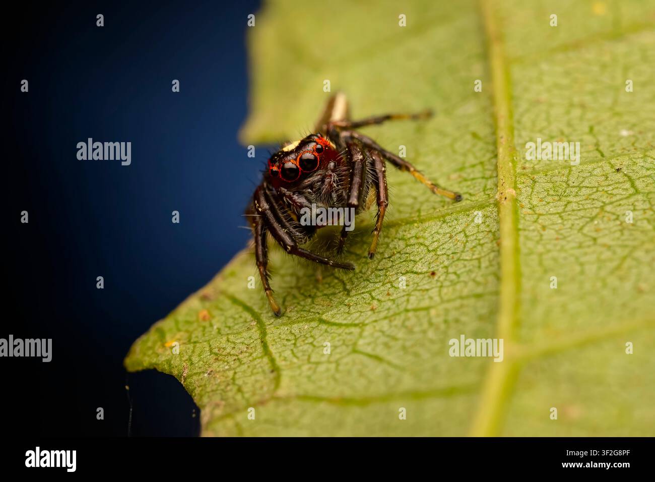 Makrofotografie einer rotgesichtigen Spring Spinne, die auf einem grünen Blattrand sitzt Stockfoto