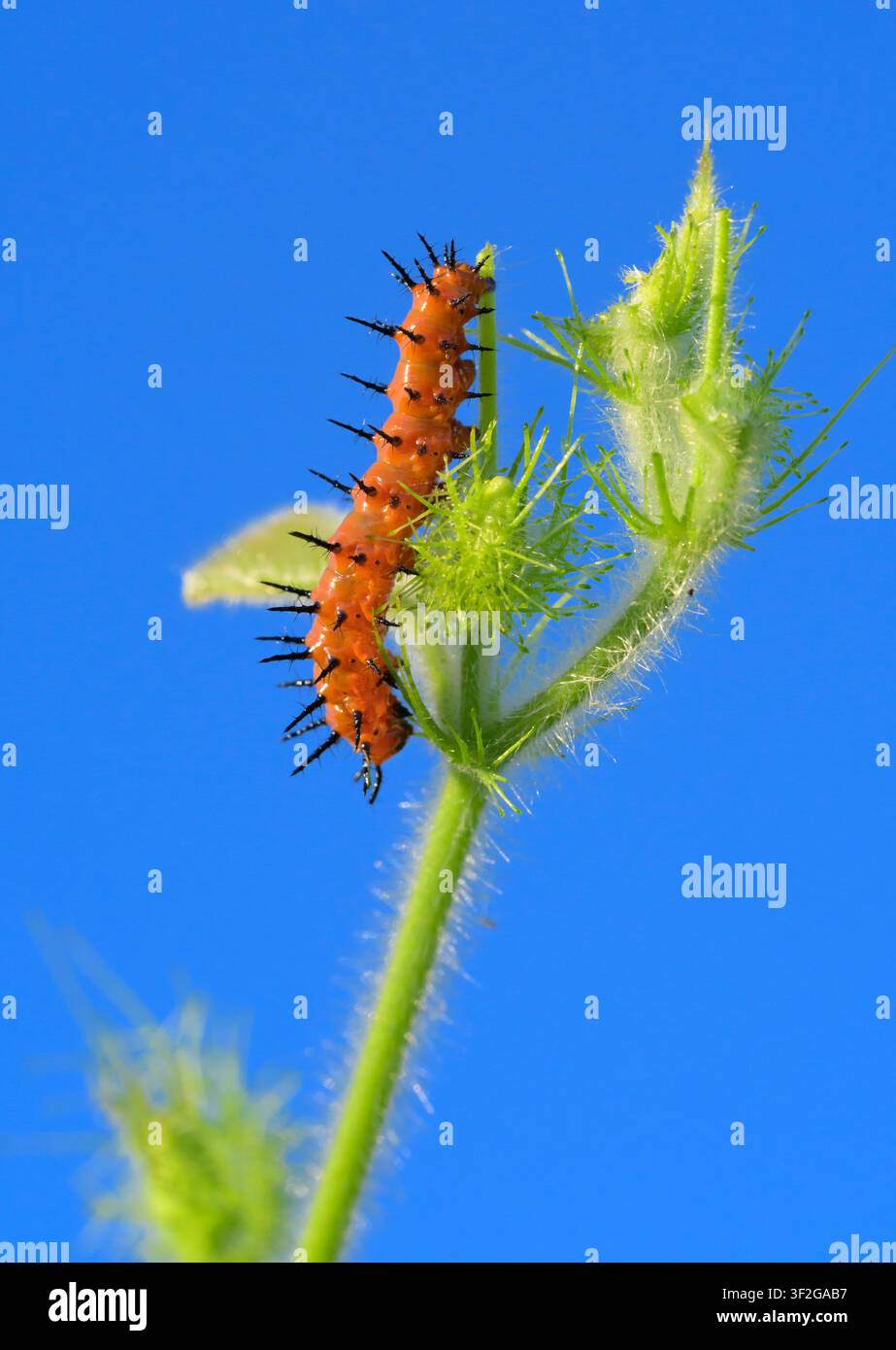Raupe der Golf-Schmetterling oder Passionsblume (Dione [Agraulis] vanilla) an einer scharlachroten Passionsblumenranke, Galveston, Texas, USA Stockfoto