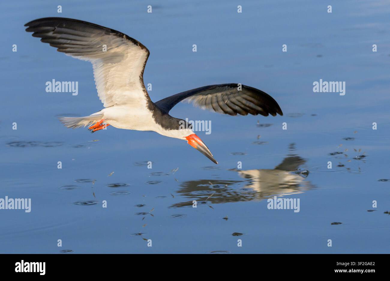 kleiner Fisch springt aus dem Wasser beim Herannahen des jagenden Schwarzen Seeschwalbe (Rynchops niger), Galveston, Texas, USA. Stockfoto
