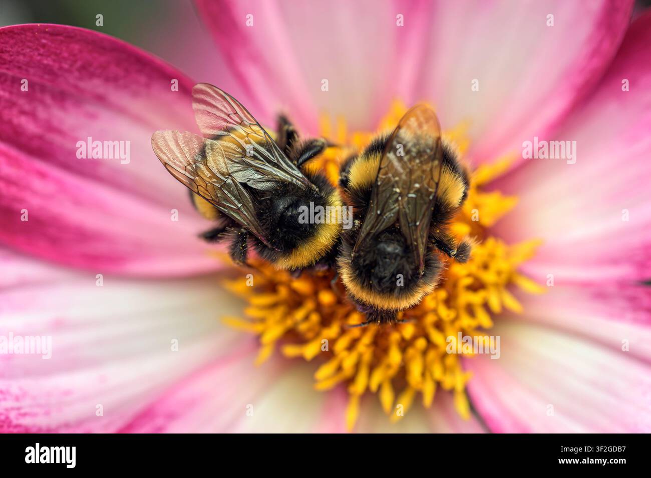 Zwei Hummeln (Bombus spp.) sammeln Nahrung im Zentrum einer rosa-weißen Dahlia ‚Magenta Bicolour‘ Blume in einem englischen Garten Stockfoto