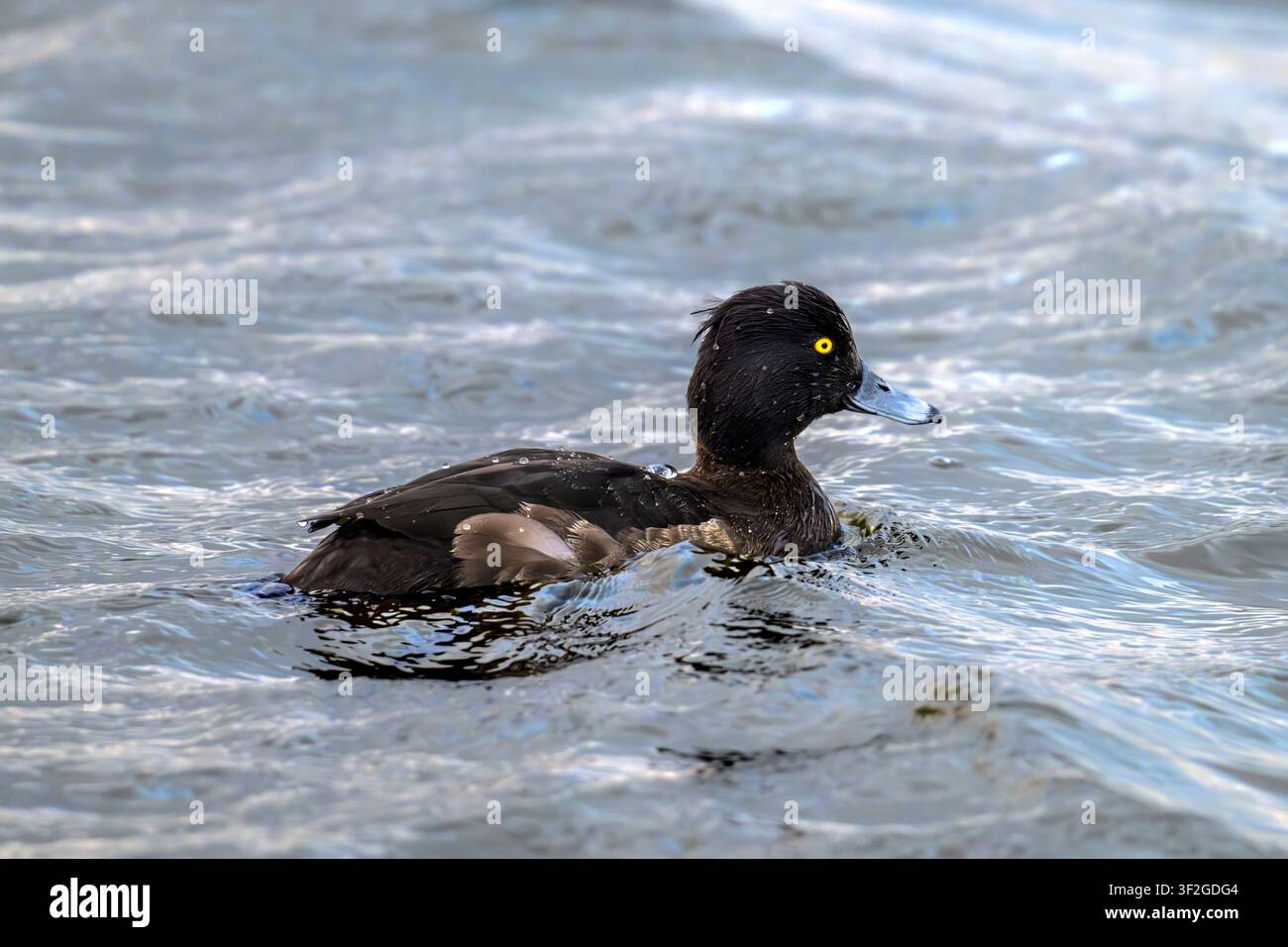 Weibliche Haubentaucherin schwimmt durch gekräuseltes Winterwasser im Chew Valley Lake, Somerset, UK Stockfoto