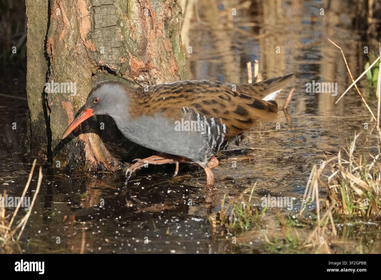 Wasserralle (Rallus aquaticus) auf der Suche nach Nahrung in einem Feuchtgebietssumpf, schwer zu erfassender Watvogel in seinem natürlichen Lebensraum Stockfoto