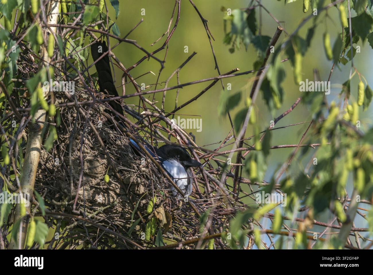 Elster, Pica pica, Vögel, Brut, Nest, Sperlingsvögel, Rabenvögel, Singvögel, Vögel Stockfoto
