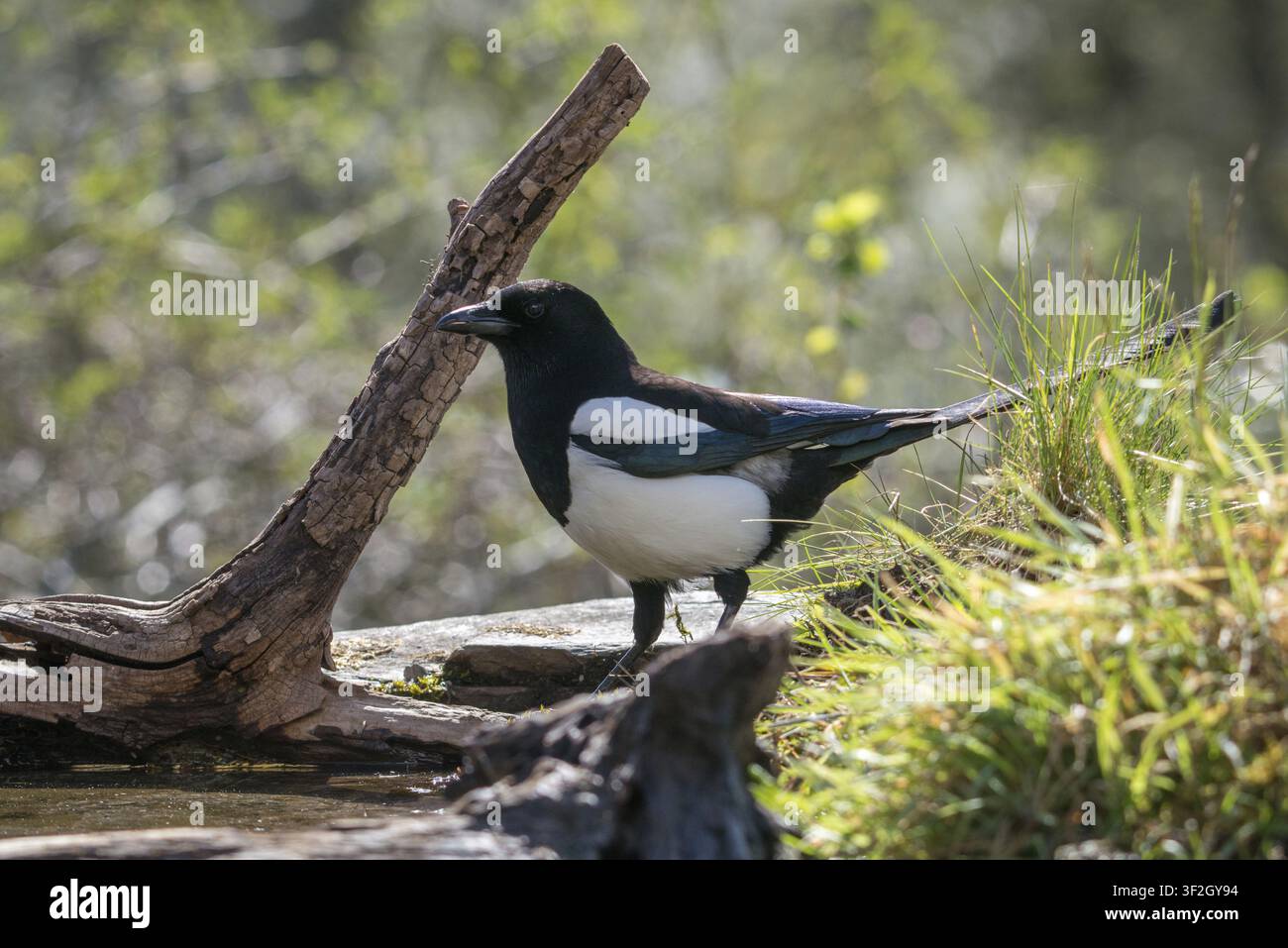 Elster, Pica pica, Vögel, Rabenvögel-Familie, Sperlinge, Rabenvögel, Singvögel, Singvögel, Vögel Stockfoto