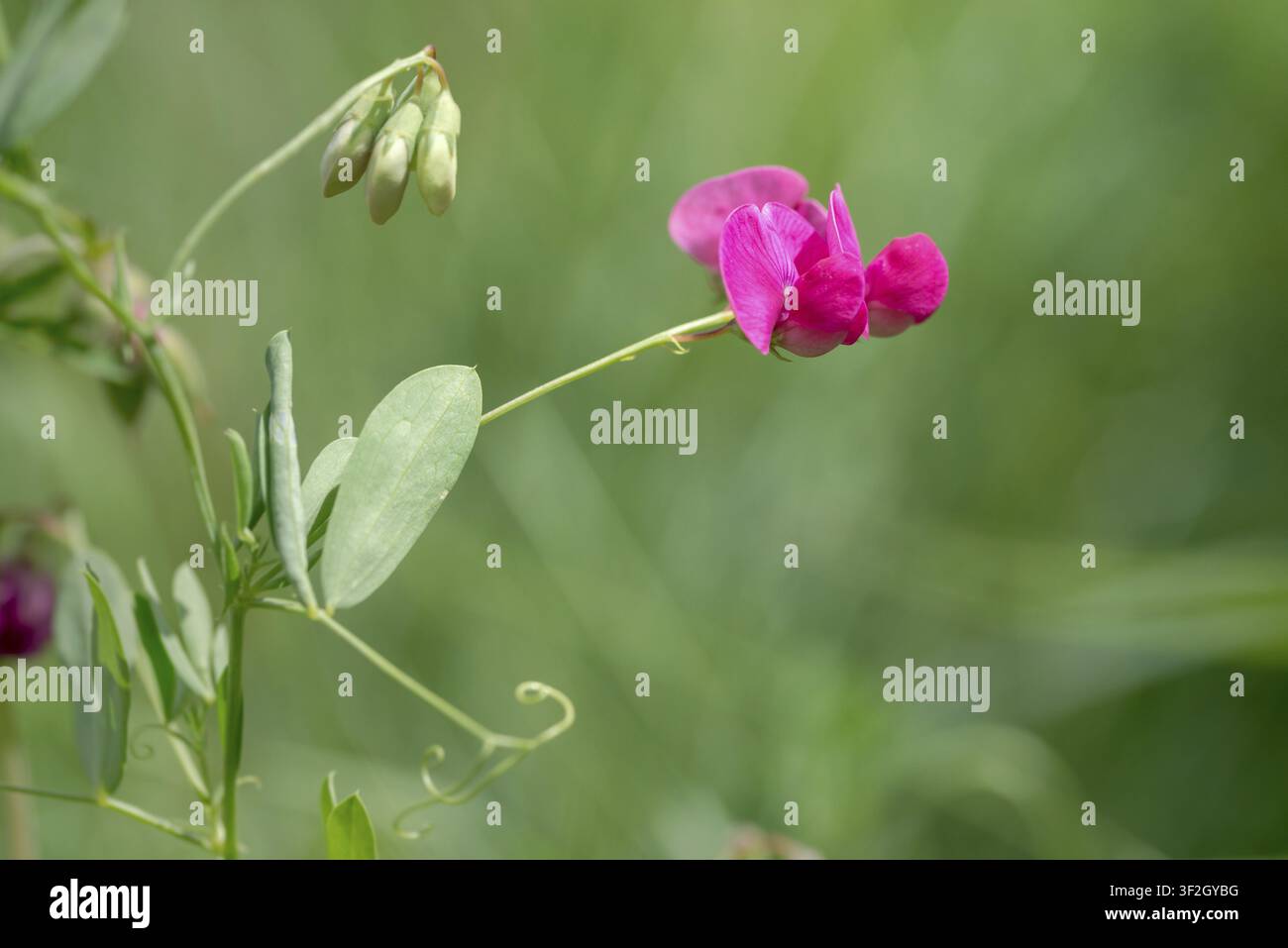 Erdnuss-Süßerbse, Fabaceae, Hülsenfrucht, Süßerbse, Knollige Süßerbse, Lathyrus tuberosus, Leguminosae, Aardaker, Erdnusserbse, Flora, Pflanzen, Pflanzen, Dose Stockfoto