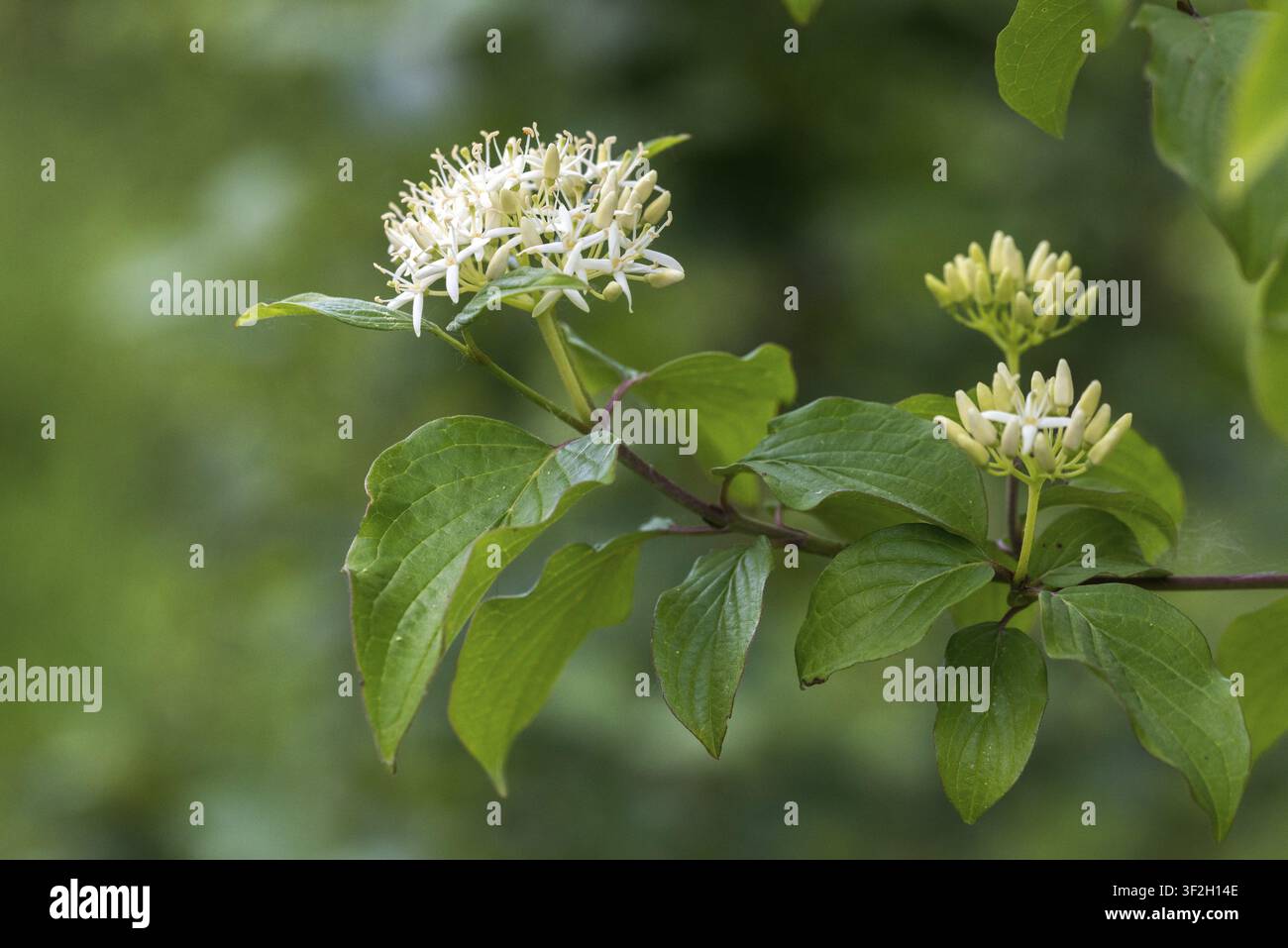 Cornaceae, Cornus Sanguinea, Gewöhnlicher Blutroter Hartriegel, Hartriegel, Hartriegel, Roter Hartriegel, Roter Hornbusch, Roter Legwood, Blutiger Hartriegel, Gewöhnlicher Hartriegel, Flora Stockfoto