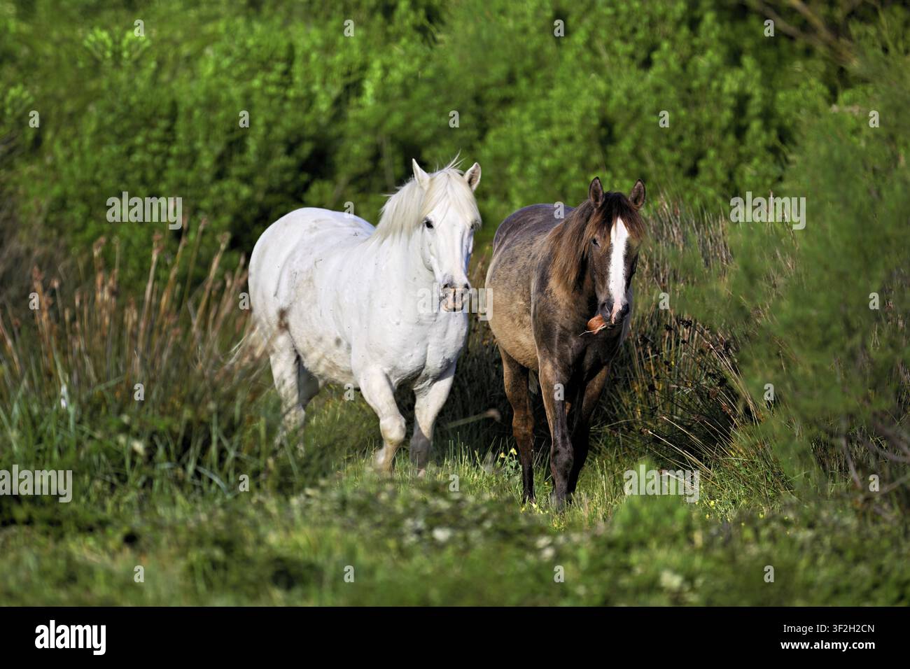 Zwei Camargue-Pferde (Equus caballus), ein Fohlen steht mit einer Stute auf einer Wiese, Saintes-Marie-de-la-Mer, Camargue, Südfrankreich, Franceqq Stockfoto