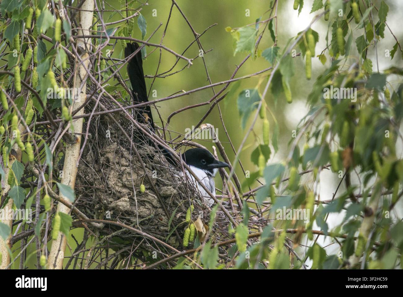 Elster, Pica pica, Vögel, Brut, Nest, Sperlingsvögel, Rabenvögel, Singvögel, Vögel Stockfoto