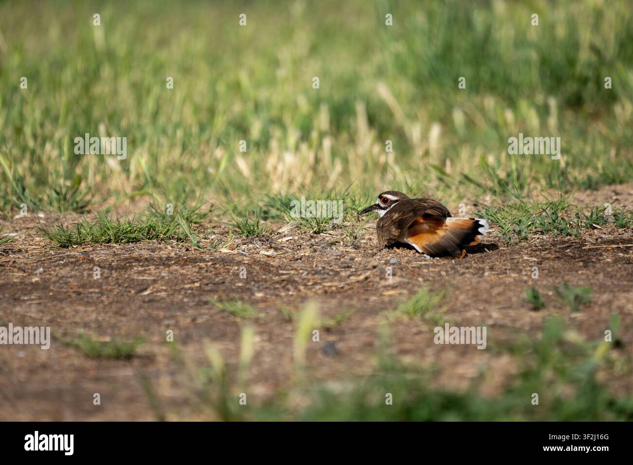 Schlaglöcher, Washington, USA. Killdeer sitzt auf ihrem Nest mit ausgebreiteten Schwanzfedern Stockfoto
