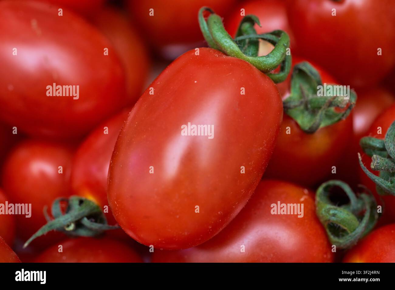 Frische reife Kirschtomaten mit grünen Stielen, perfekt für gesunde Rezept-Editorials und organische Farm-to-Table-Kochmagazin-Hintergründe Stockfoto