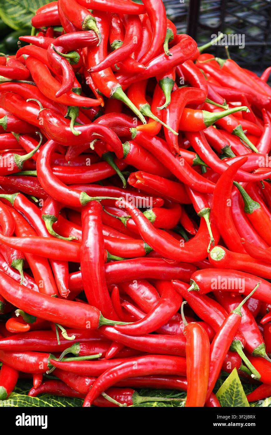 Rote Chilischoten, die auf einem Markt gestapelt sind Stockfoto