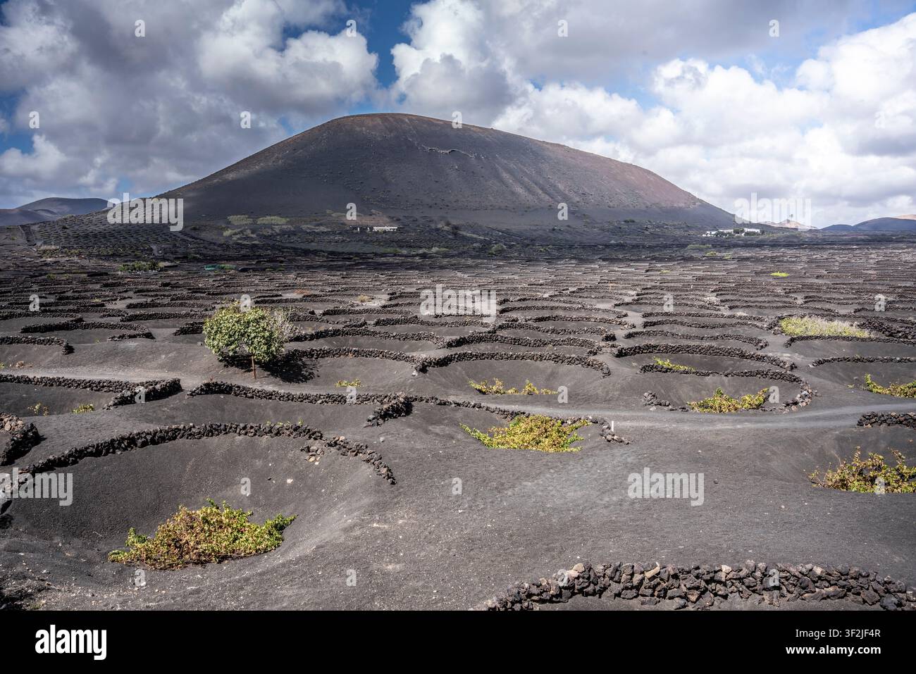Das einzigartige Weinbau-Ökosystem von Lanzarote zeichnet sich durch Weinreben aus, die in Zocos auf Vulkanasche wachsen Stockfoto