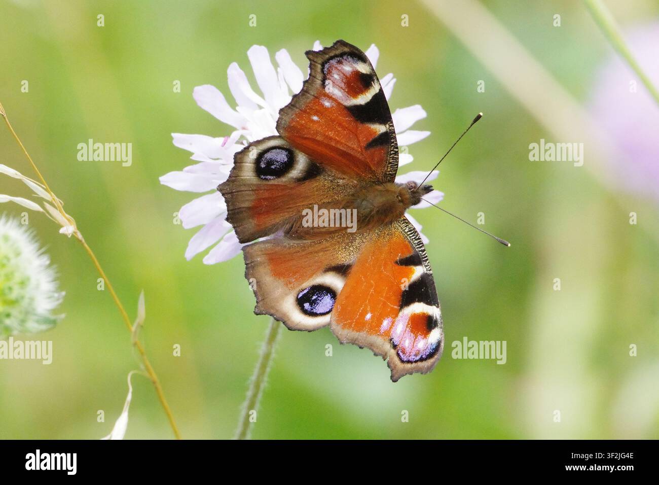 Europäischer Pfauenfalter (Aglais io) mit geöffneten Flügeln auf einer lila Blüte im Sonnenlicht sitzend, Nahaufnahme-Makroaufnahme eines farbenfrohen Insekts in der Natur Stockfoto