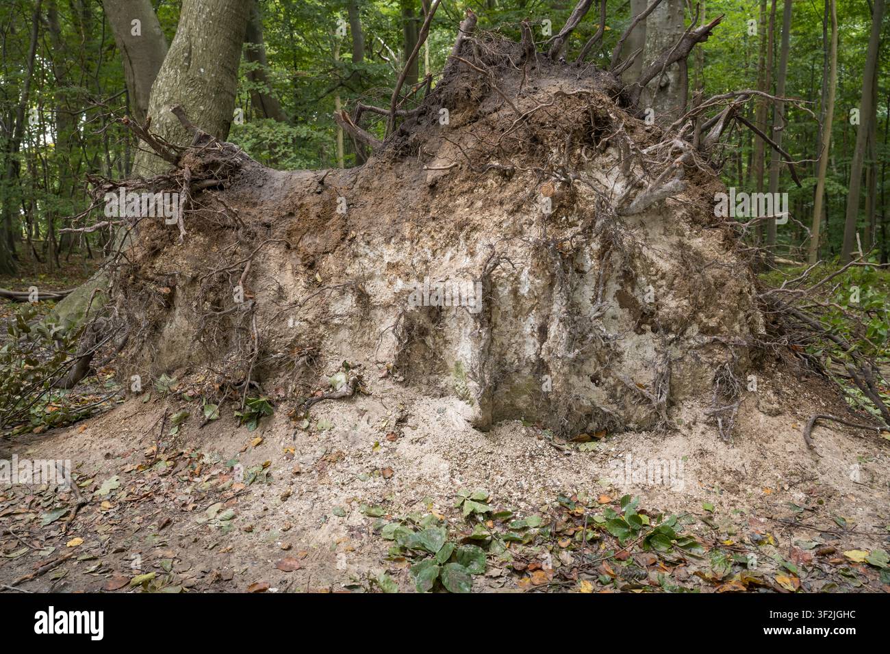 Lake Hertha, Nationalpark Jasmund, Rügen Stockfoto