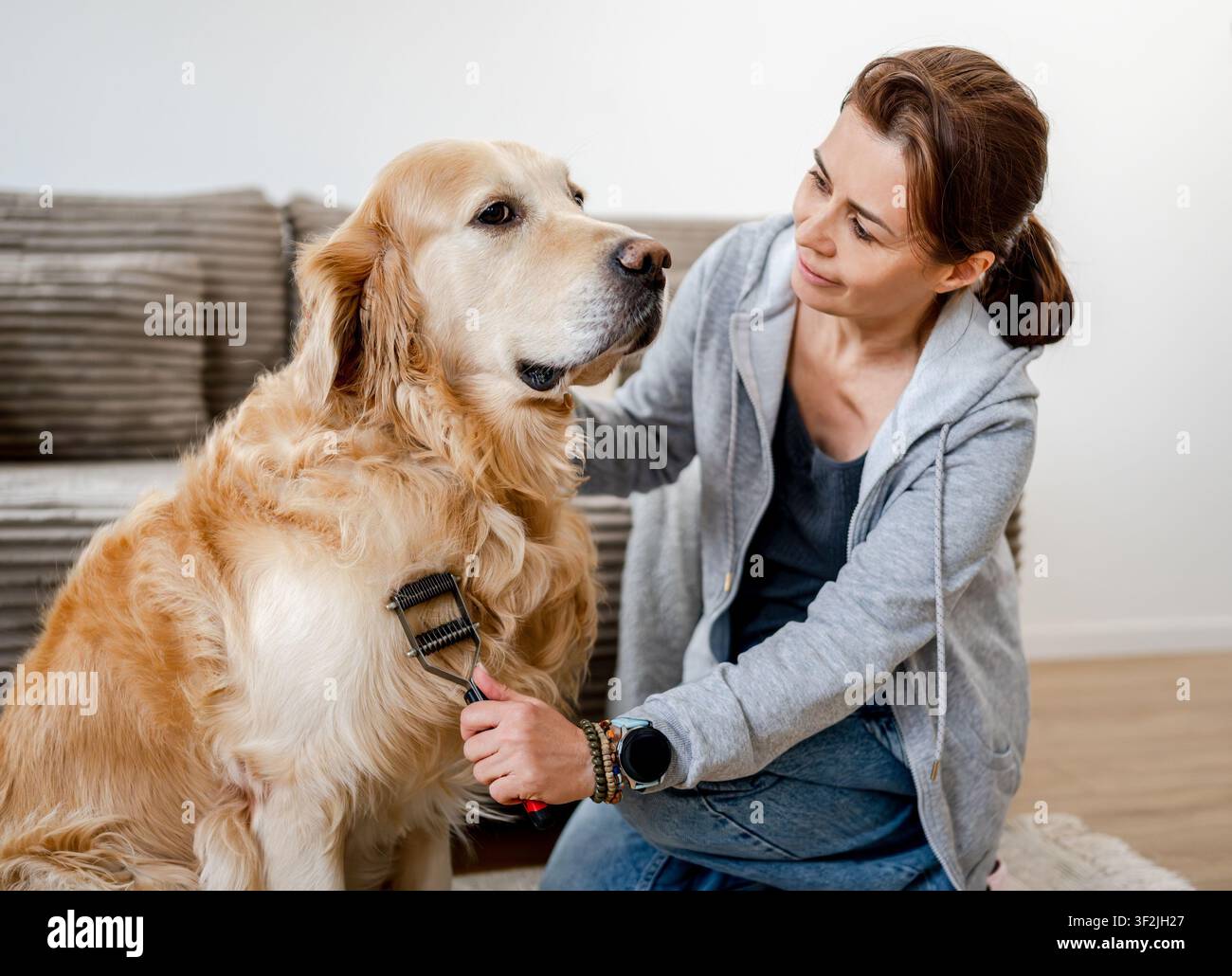 Frau, die Golden Retriever's Unterrock putzt Stockfoto