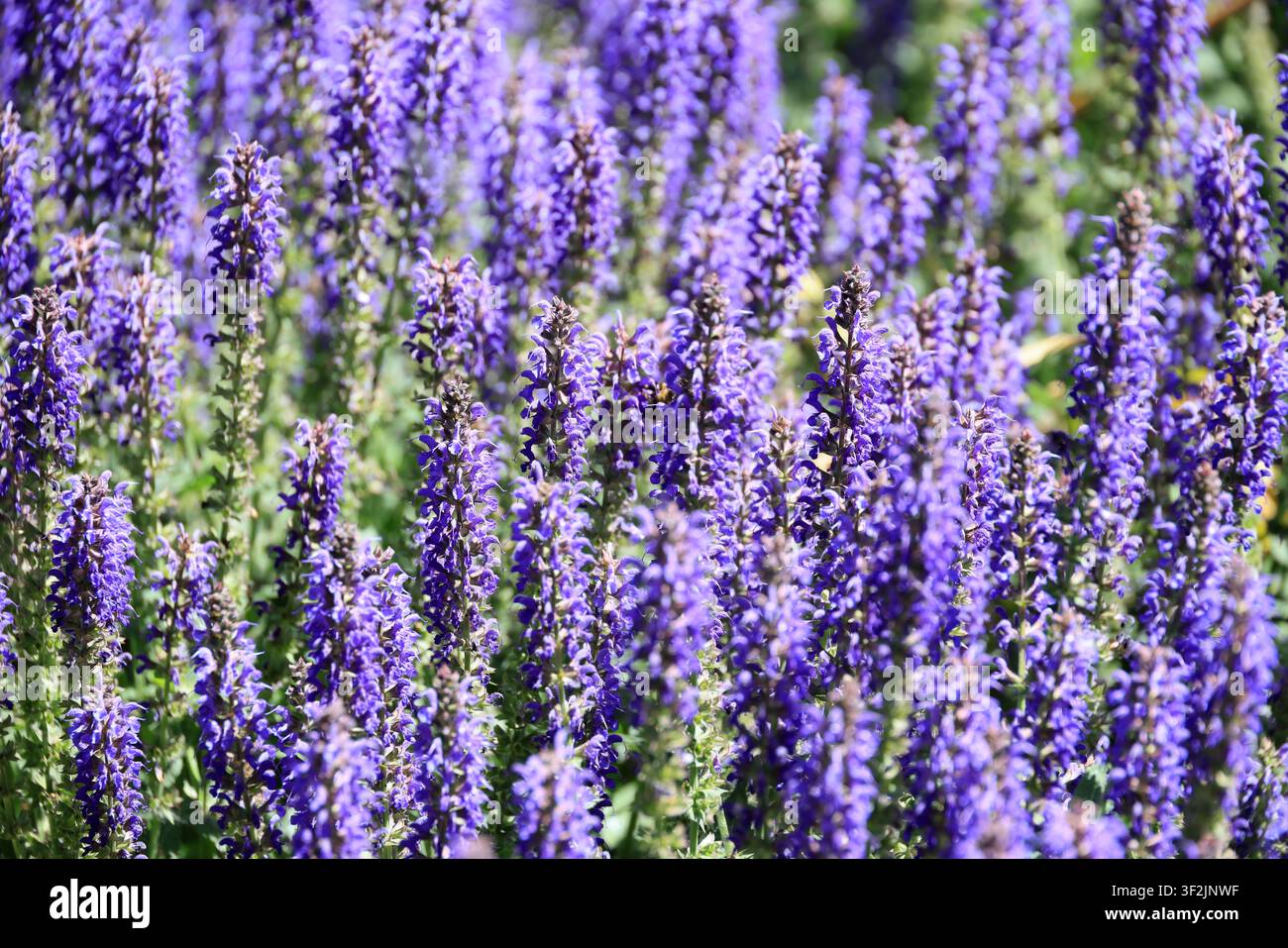 Salvia nemorosa Caradonna Nahaufnahme Stockfoto
