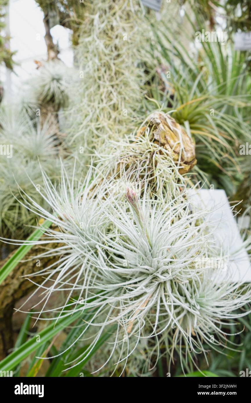 Cluster von weißen und hellgrünen Tillandsia-Luftpflanzen, die in einem botanischen Garten hängen. Stockfoto